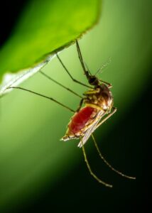 mosquito