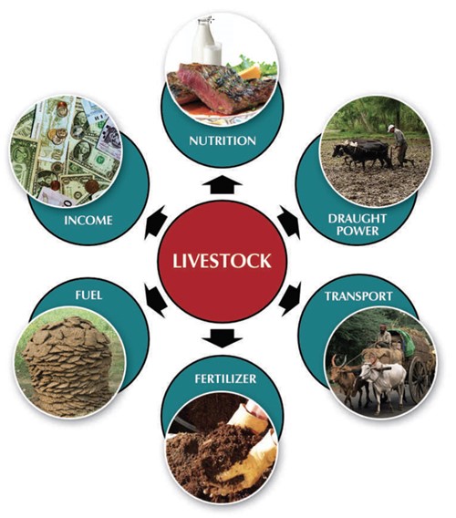 healthy livestock